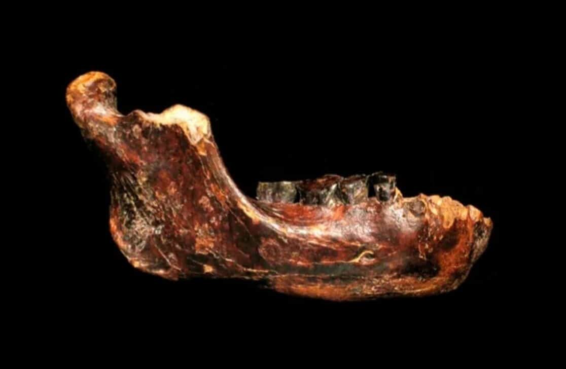 Fósseis achados na China mostram hábitos dos denisovanos - Reprodução/Yousuke Kaifu via Nature Articles