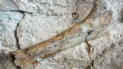 Fóssil de osso de dinossauro - Zack Frank/Shutterstock.com
