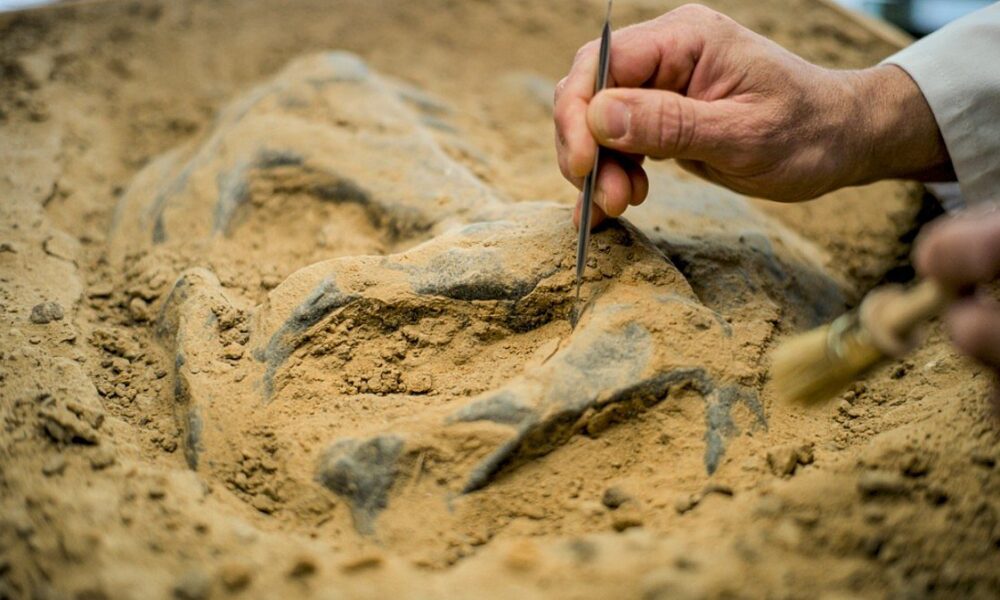 Norellraptor barsboldiの研究が示す四翼構造と鳥類の飛行進化における独自の適応経路