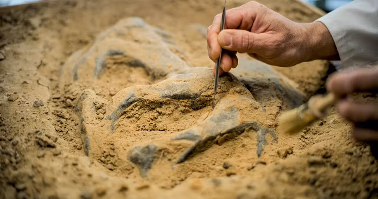 fóssil dinossauro - Frame Stock Footage/Shutterstock.com