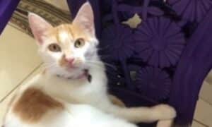 Gatos mortos - Reprodu&ccedil;&atilde;o