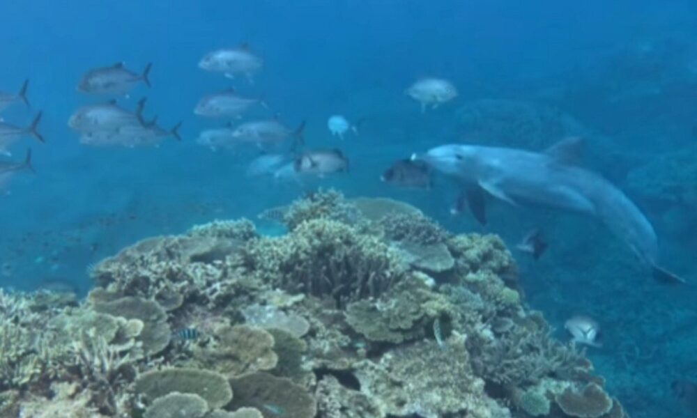 豪州南部グレートバリアリーフ沖合でハンドウイルカのBubblesが標的魚を激しく追走し胃内容物を11回強奪した行動が判明