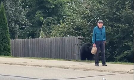 idoso que estava alheio à presença de um grande urso - X