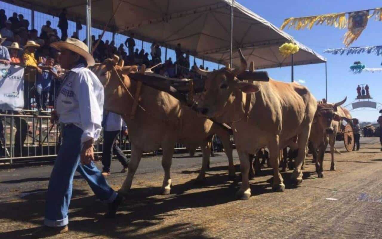 Desfila de carros de boi na Festa do Divino Pai Eterno, em Trindade (GO) - Foto: Murillo Velasco