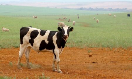 Limpeza para pasto poderá ser feita por autodeclaração - Foto: Jaelson Lucas/Agência de Notícias do Paraná