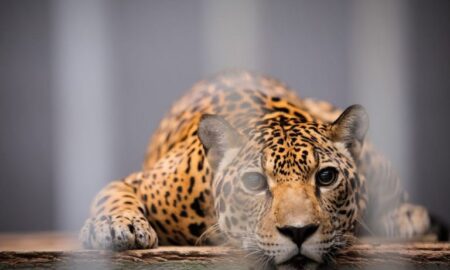 Para deputadas, a manutenção de espécies para exibição é incompatível com o bem-estar animal - Foto: Bruno Batista/VPR