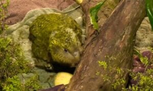 Kakapo - Reprodu&ccedil;&atilde;o