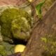Kakapo - Reprodu&ccedil;&atilde;o