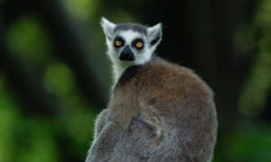 Lêmures/ photomaster - shutterstock.com