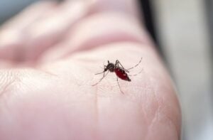 Mosquito, pernilongo - Kwangmoozaa/shutterstock.com