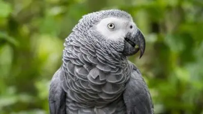 Papagaio-cinzento - Ricky kuo/Shutterstock.com