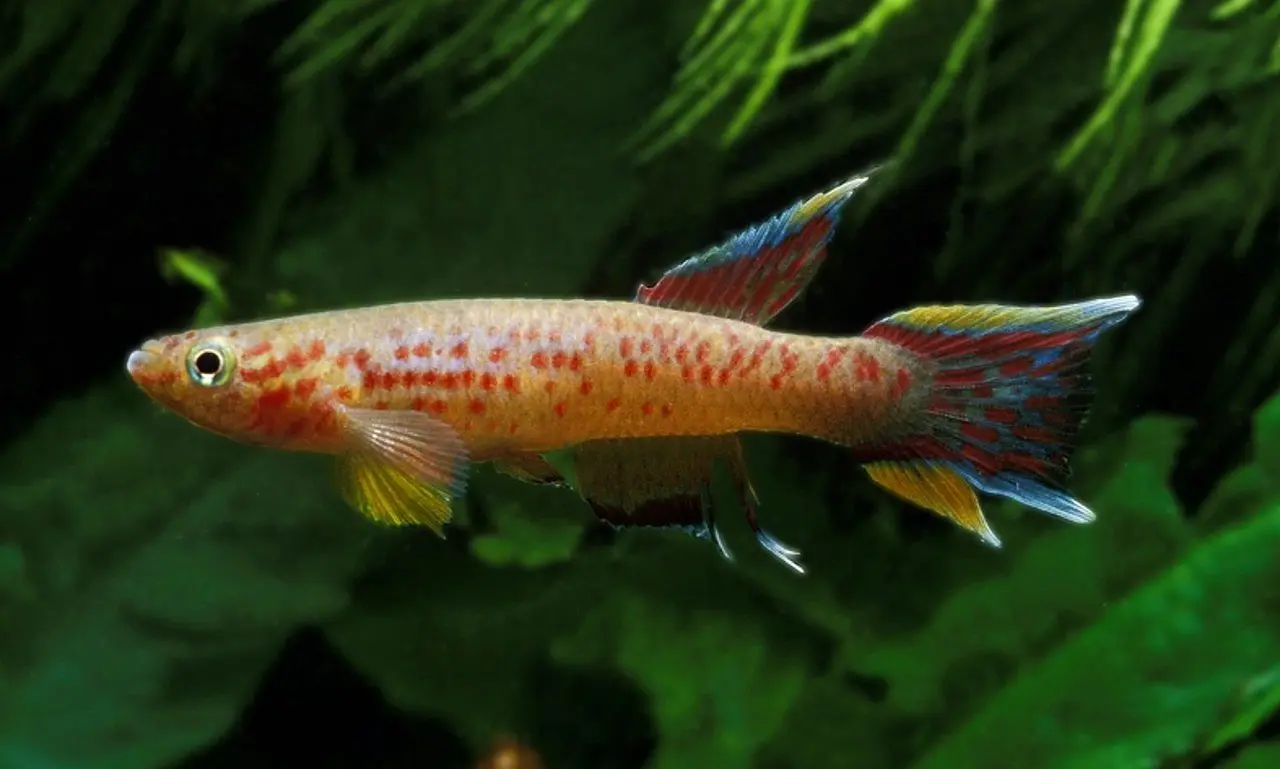 Peixe das nuvens Laimosemion - slowmotiongli/istockphoto