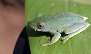 perereca - Ricardo de Paula Ferreira/Shutterstock.com