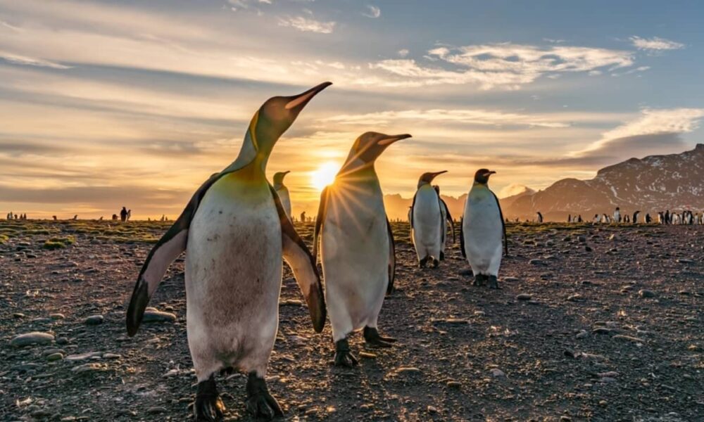 Fezes rosas de pinguins revelam mudanças climáticas na Antártica