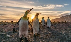 Pinguins - Gail Johnson/shutterstock.com
