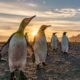 Pinguins - Gail Johnson/shutterstock.com