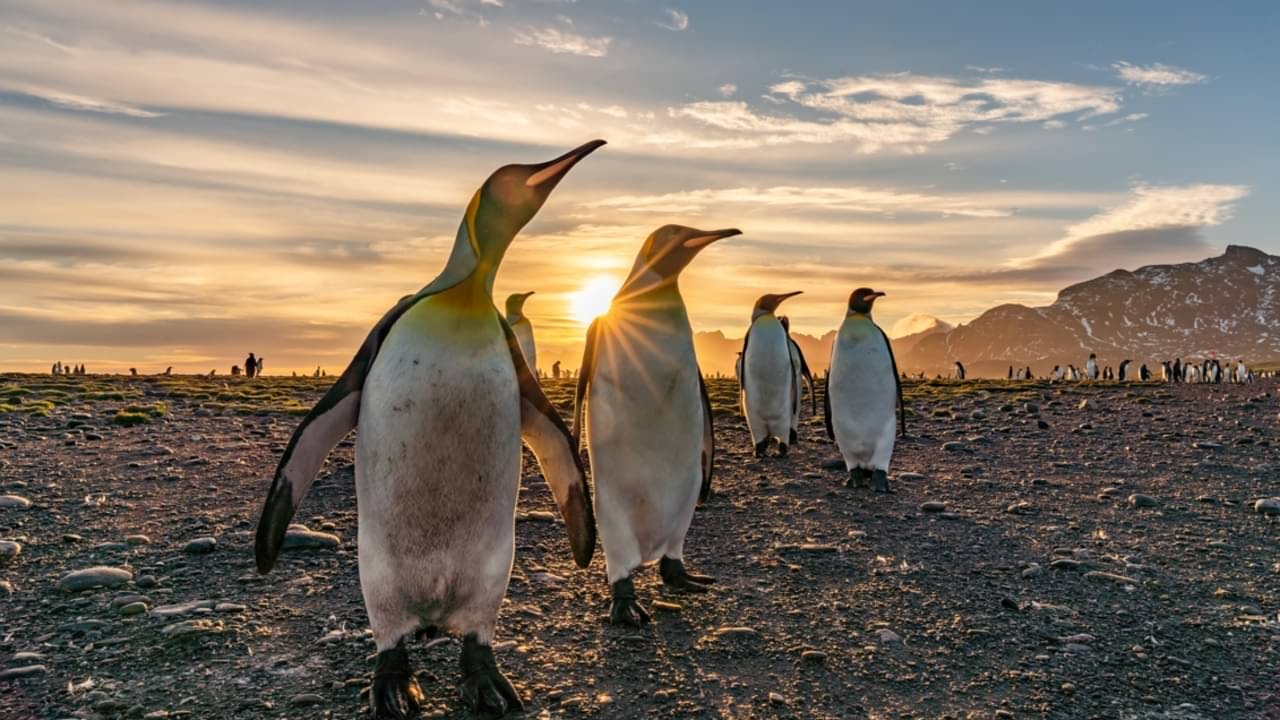 Pinguins - Gail Johnson/shutterstock.com