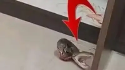 píton morta acidentalmente por encanador - Reprodução X