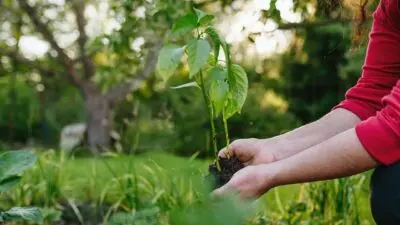 Plantas, cultivo - Halfpoint/ Shutterstock.com