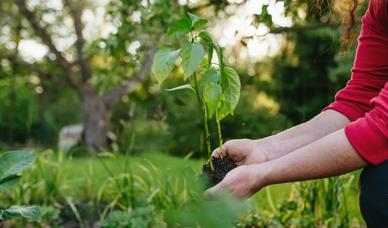 Plantas, cultivo - Halfpoint/ Shutterstock.com