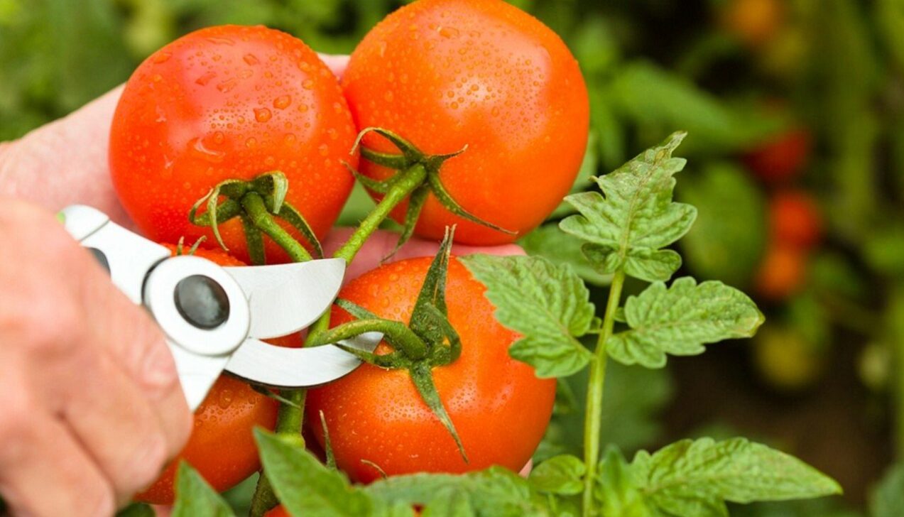 Poda de tomates - DustyPixel/ Istockphoto.com