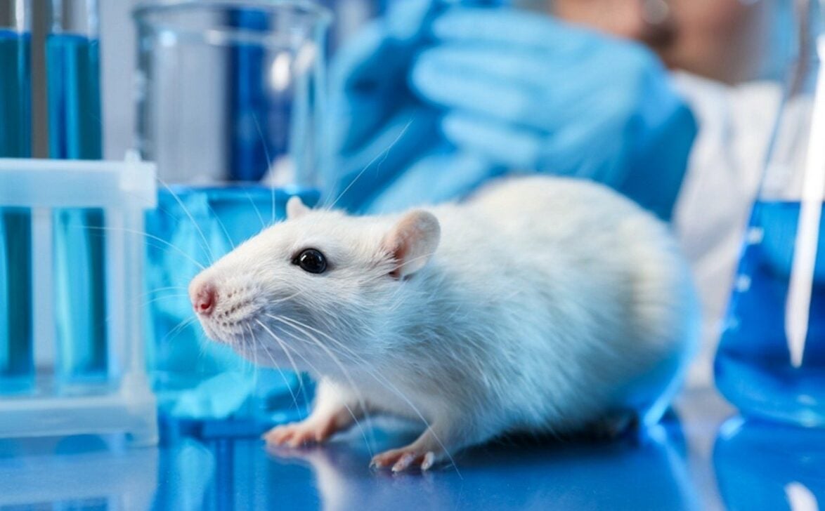 Rato camundongo - New Africa/shutterstock.com