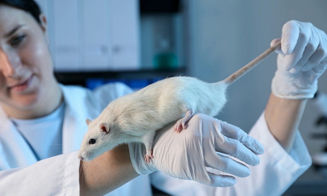 Rato e cientista - New Africa/ shutterstock.com