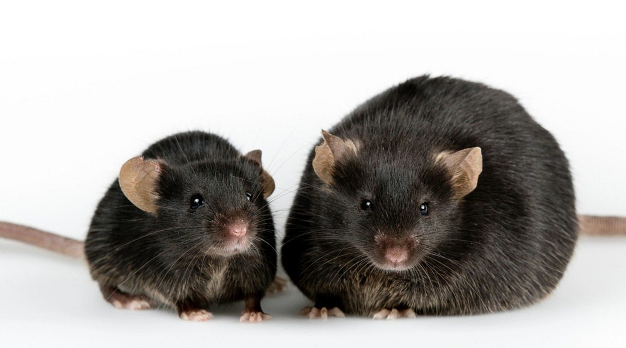 Ratos - Georgejason/ Istockphoto.com