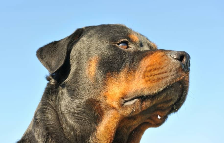rottweiler - cynoclub/Shutterstock.com