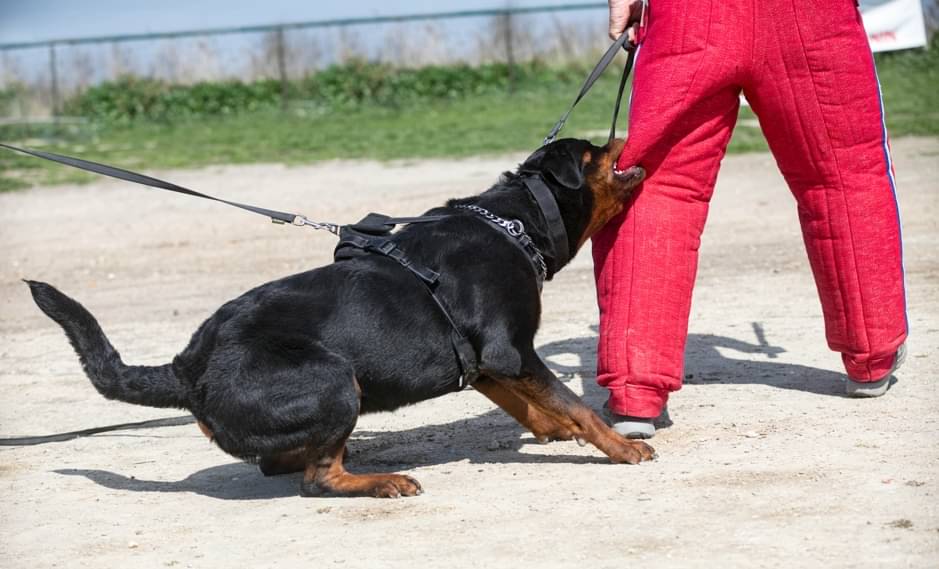 rottweiler - cynoclub/Shutterstock.com