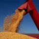Conab estima produção recorde na safra 2025/26 com 361,7 milhões de toneladas de grãos