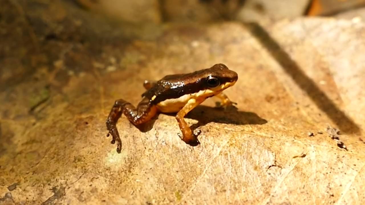 Sapo Dryadobates - Reprodução/YouTube