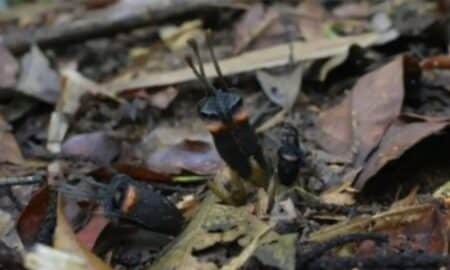 Thismia daemona conhecida como flor do diabo - Divulgação/Neeranuch Taosiri/
