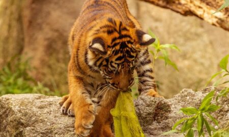 Tigre felino - Tigre felino / shutterstock.com