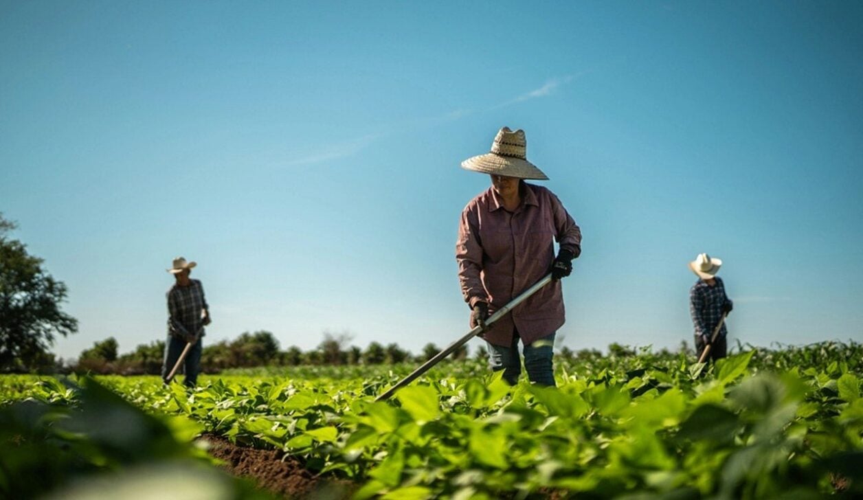 Trabalhador rural, Agricultores - FG Trade Latin/ Istockphoto.com