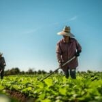 Trabalhador rural, Agricultores - FG Trade Latin/ Istockphoto.com