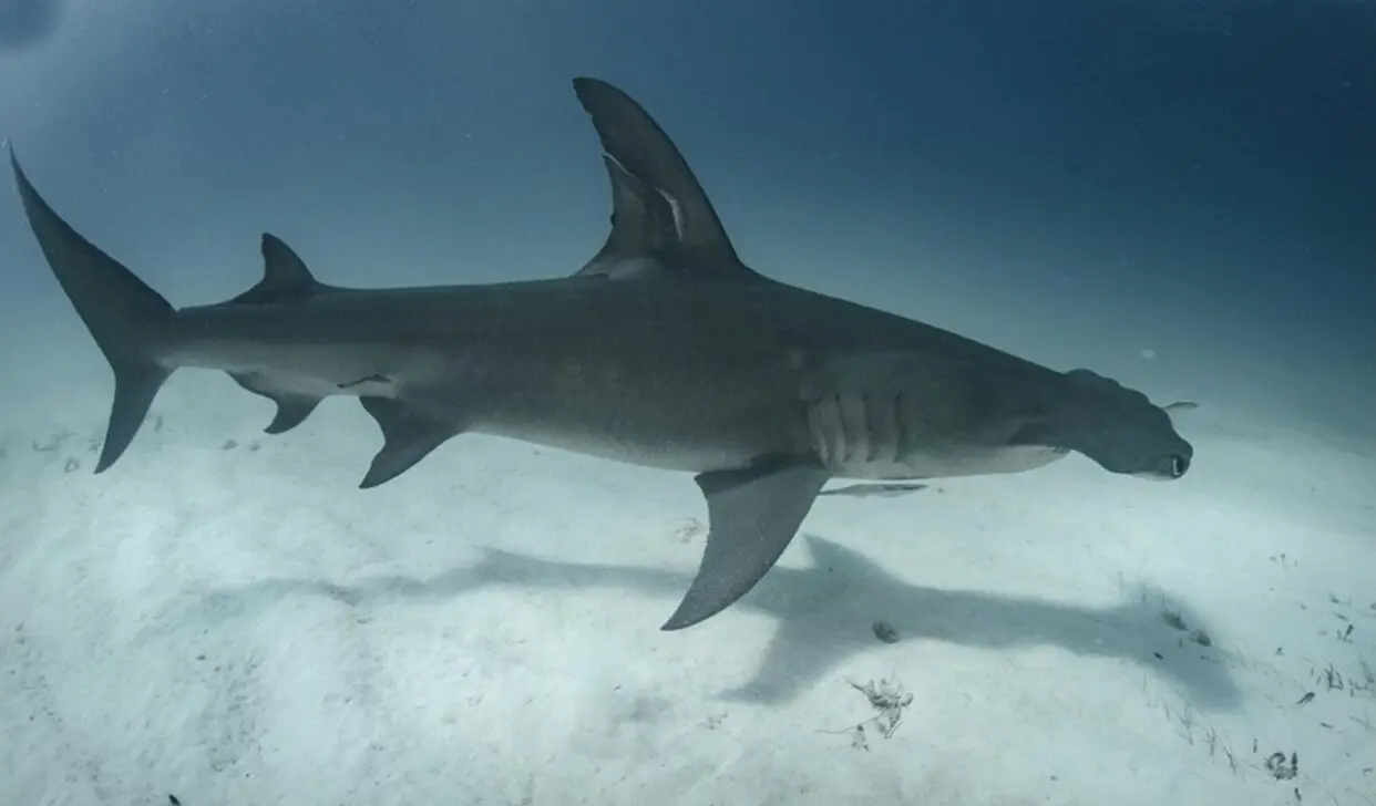Rara concentrazione di 500 squali martello avvistata al largo della costa atlantica della Francia