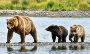 Uma ursa e seus dois filhotes no rio Brooks - C. Loberg/NPS