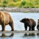 Uma ursa e seus dois filhotes no rio Brooks - C. Loberg/NPS