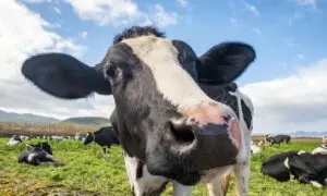 Vaca - Mazur Travel/ shutterstock.com