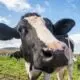Vaca - Mazur Travel/ shutterstock.com