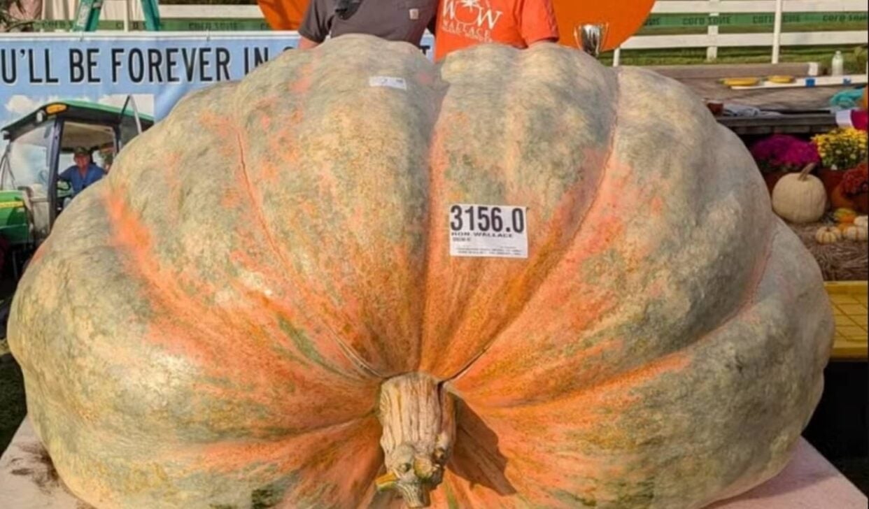 Abóbora gigante - Reprodução/Instagram/@northeastgiantpumpkin