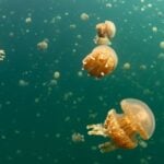 Agua Viva - Ethan Daniels - shutterstock.com