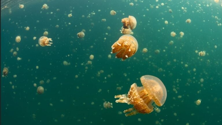 Agua Viva - Ethan Daniels - shutterstock.com