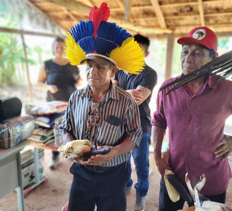 Trabalho e ciência: milho sagrado volta a germinar em aldeias Avá Guarani no PR