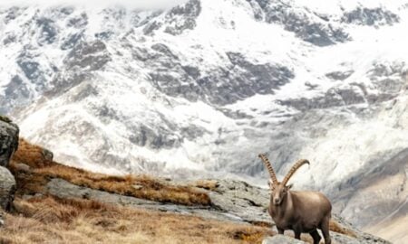 alpes - Kelly vanDellen - shutterstock.com