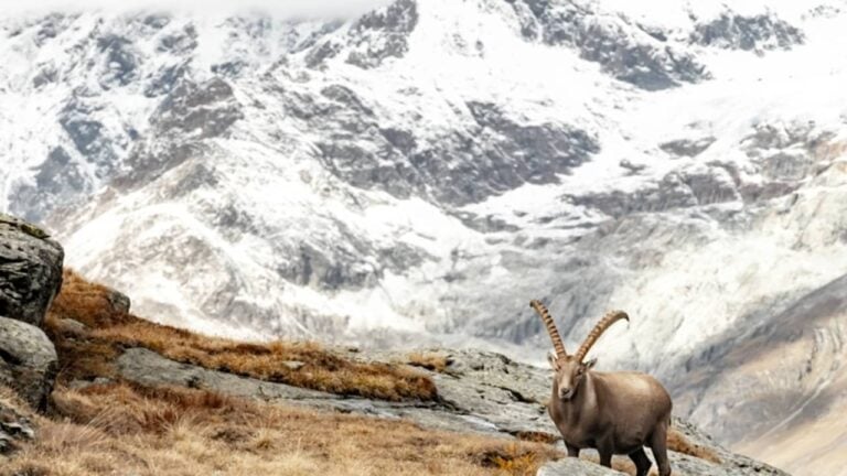 alpes - Kelly vanDellen - shutterstock.com