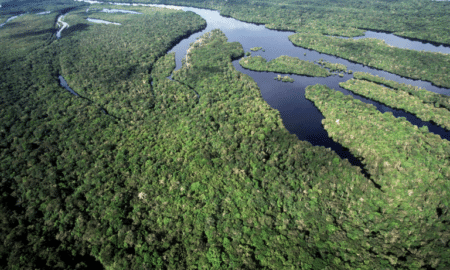 Brasil anuncia as maiores quedas históricas no desmatamento da Amazônia e do Cerrado