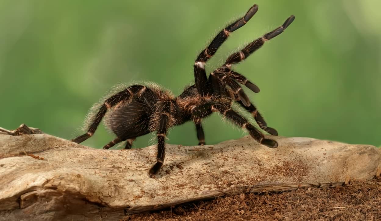 Aranhas - istockphoto.com/tenra