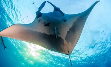 Arraia-manta gigante muda padrão de migração na idade adulta e percorre até a costa da Guatemala